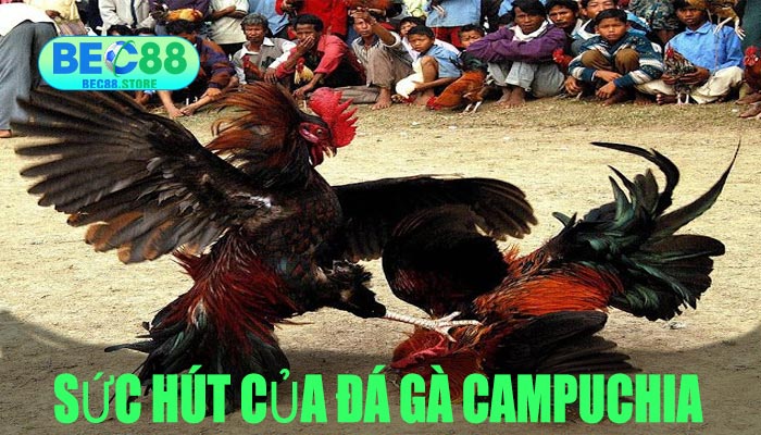 Sức Hút Của Đá Gà Campuchia